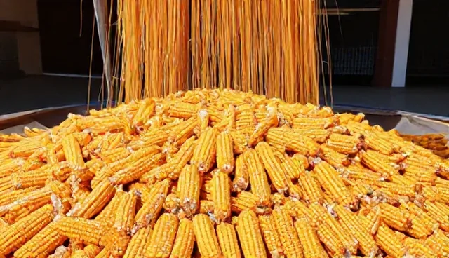 种苗质量对农产品加工效率的影响原因分析